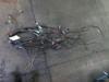 Caterpillar Wiring Harness photo
